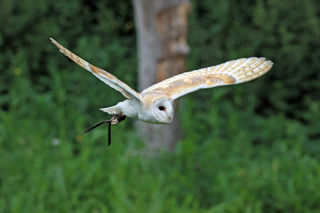 Barn Owl Flying
