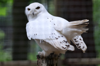 2024.05.18 Snowyowl