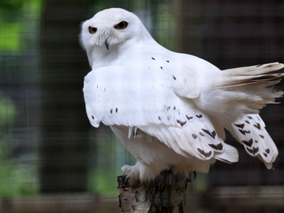 2024.05.18 Snowyowl