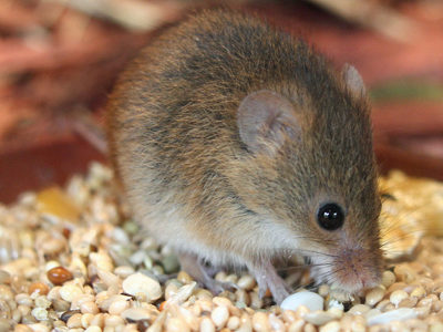 Harvestmouse1 2500X1500
