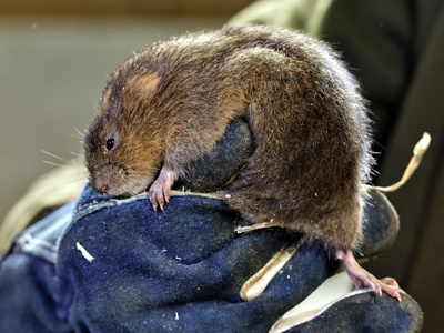 2024.01.30 Watervole
