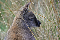 Wallaby Profile