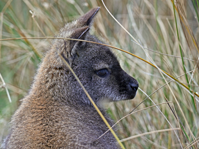 Wallaby Profile