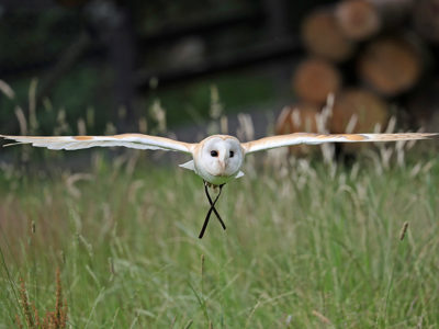 Barnowl3 2500X1500