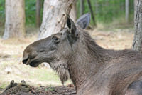 Elk Profile