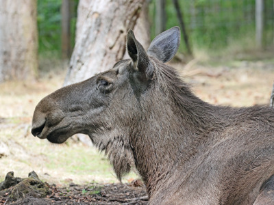 Elk Profile
