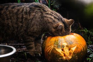 Halloween Wildcat