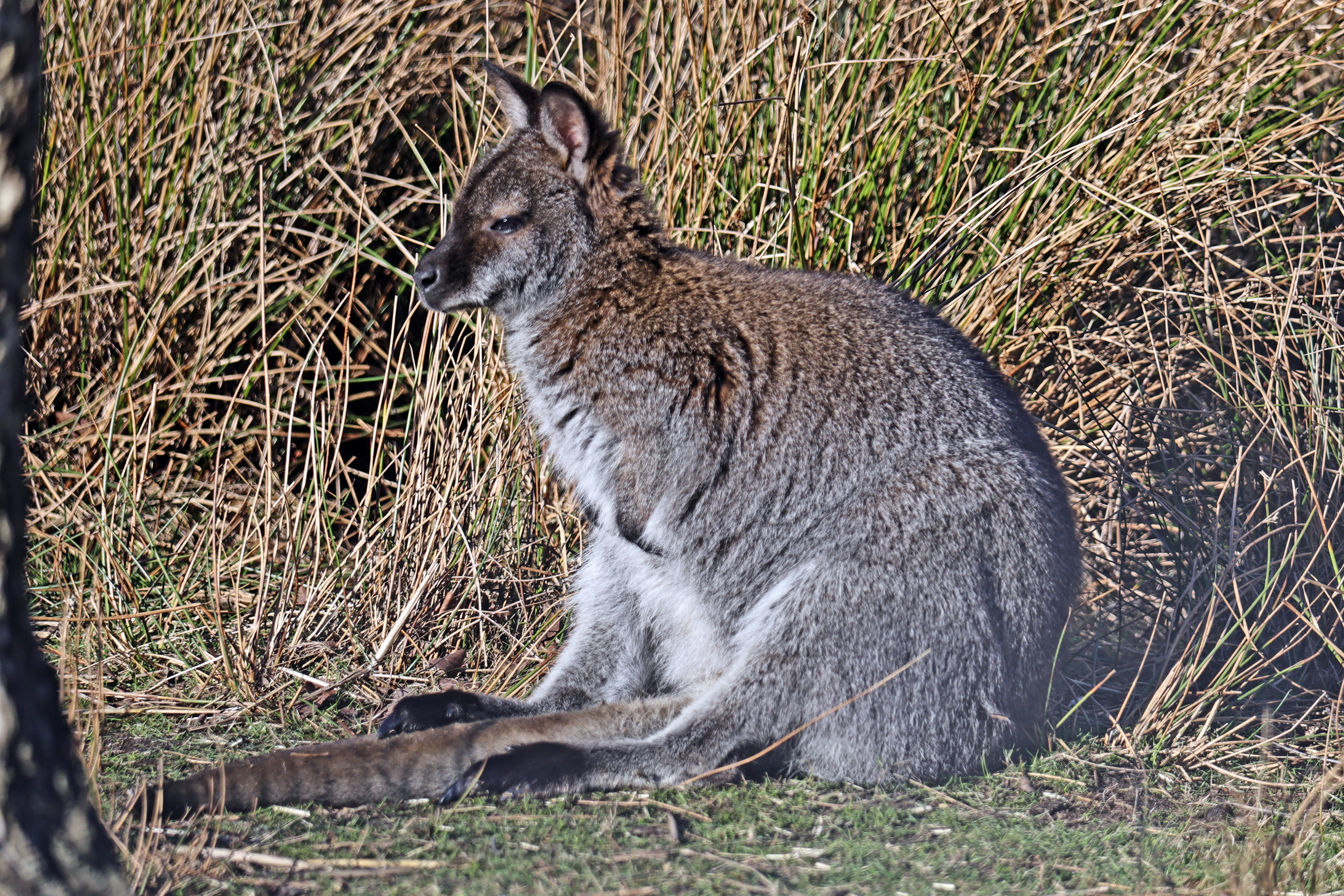 2024.01.16 Wallaby