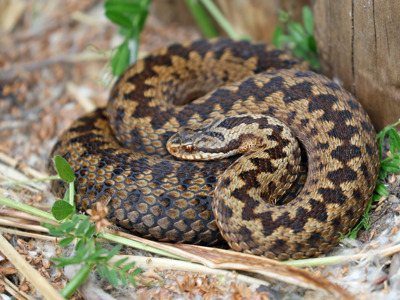 Adder Curled Up