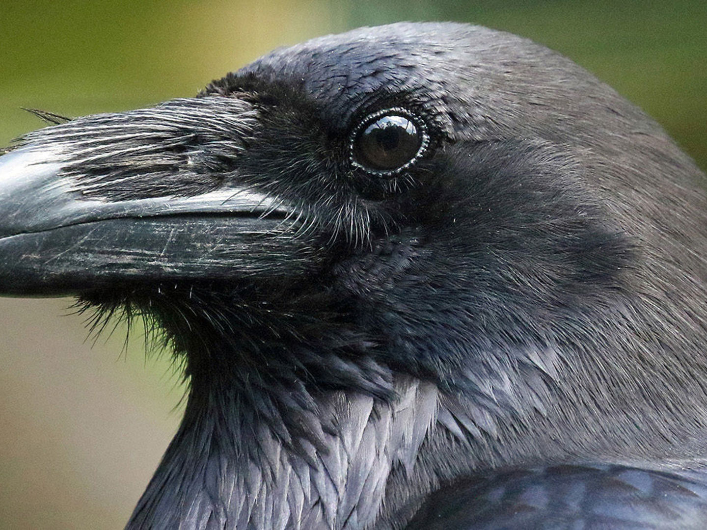 Raven | Wildwood Group