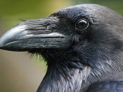 Raven1 2500X1500