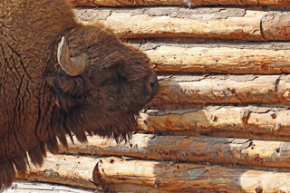 Bison Wood