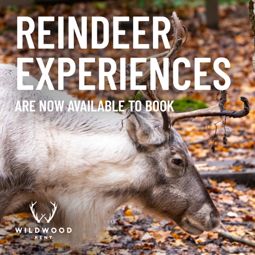 Reindeer experience photo
