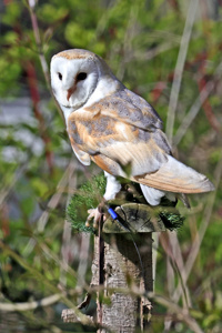 Barn Owl Posing