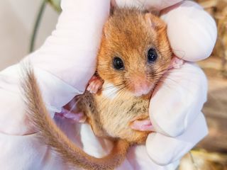 2025.02.01 Dormouse1