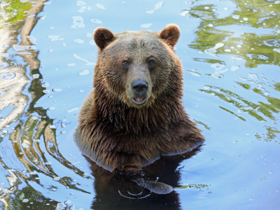 Bear In Water