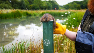 Water Vole Release Credit Wildwood Trust Harding Lee Media 10