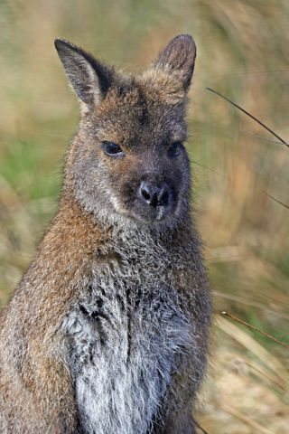 Wallaby Portrait