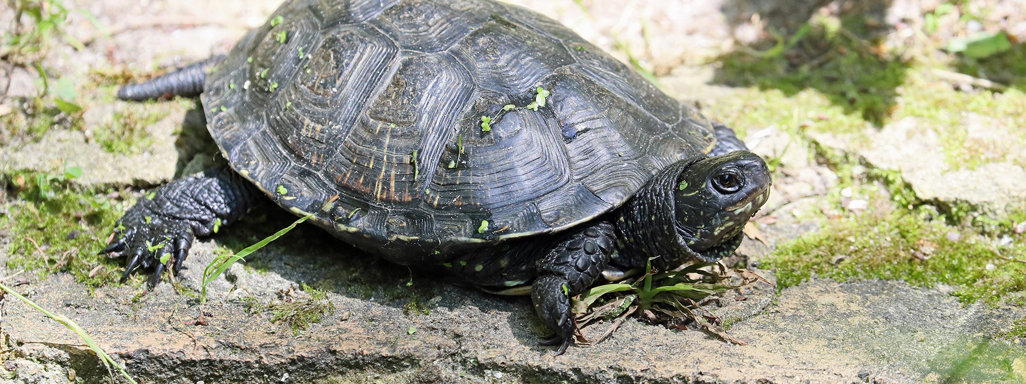 Pond Terrapin | Wildwood Group