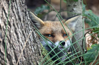 Red Fox Peekaboo