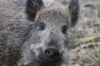 AJ Boar2 12.23