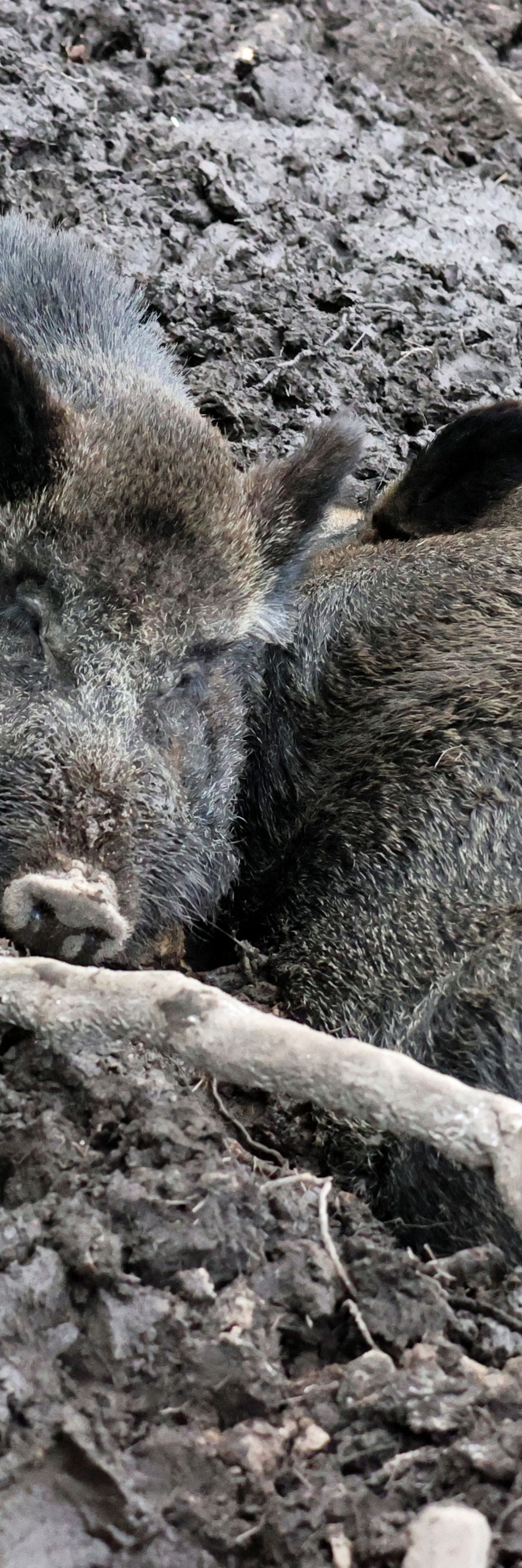 Heavy Rocks Boar Boar | Wildwood Group