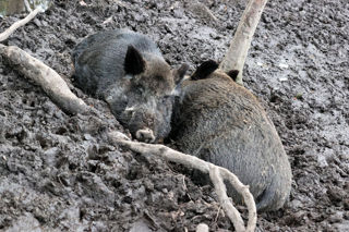 Wild Boar Mud