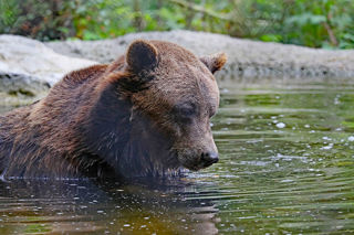Bear1 1 1200X1200