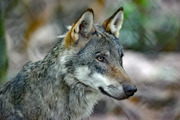 Wolf Facw2
