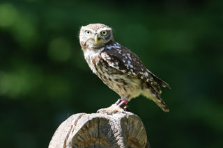 Little Owl
