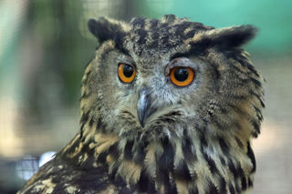 Eagle Owl1