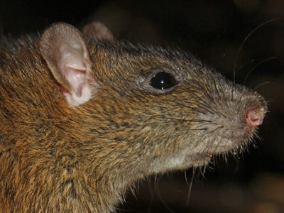 Brownrat1 2500X1500