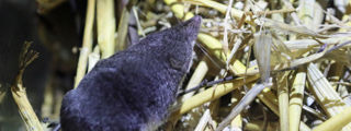 Watershrew1 2500X1500