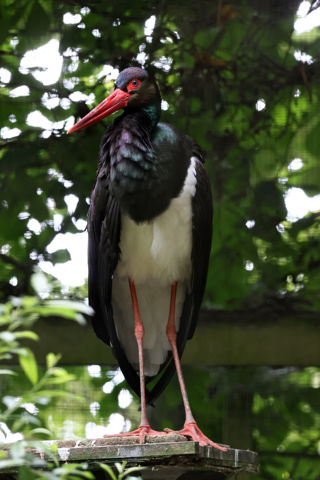 Black Stork 2