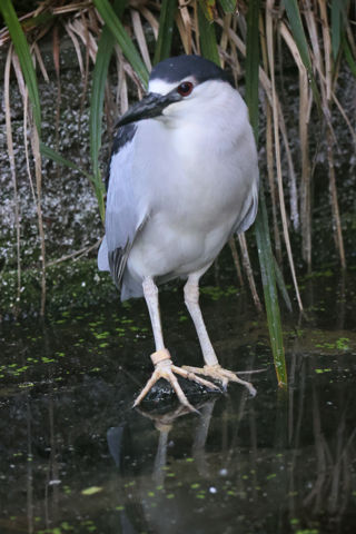 Night Heron 3