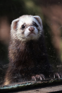 2025.04.12 Polecat4