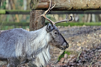 2024.01.06 Reindeer