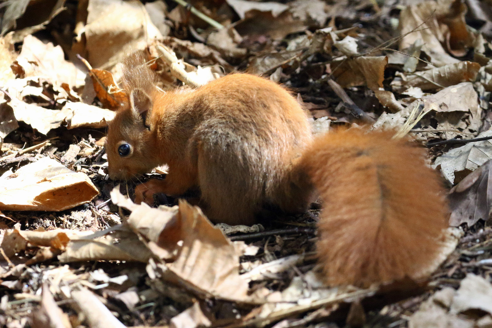 Redsquirrel3 2500X1500