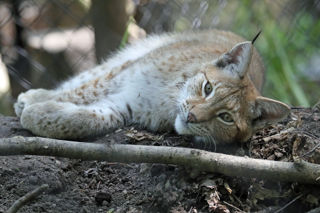 Lynx Lying