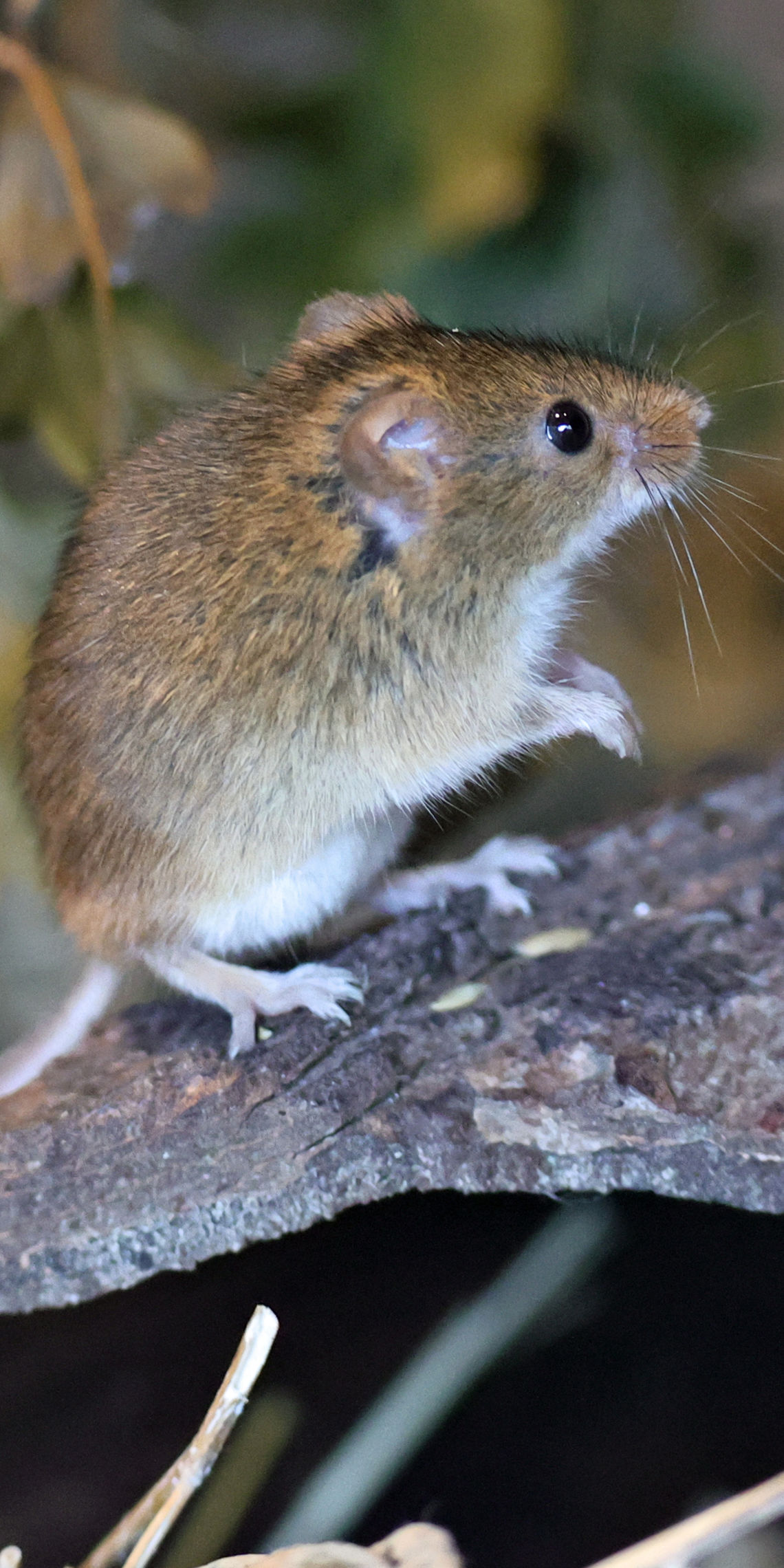 Hanstead Mouse Harvest Mouse | Wildwood Group