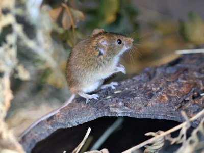 Harvest Mouse Posing