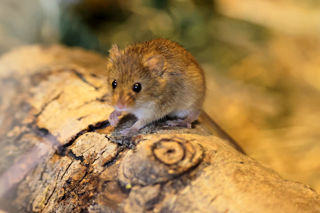 Harvest Mouse On Log
