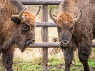 Bison (Credit Nathan Harding Lee))