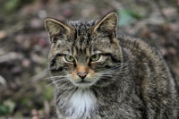 Wildcat Face