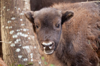 Bison Calf 3 Dec2022 (Donovan Wright)