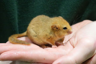 Dormouse In Hand