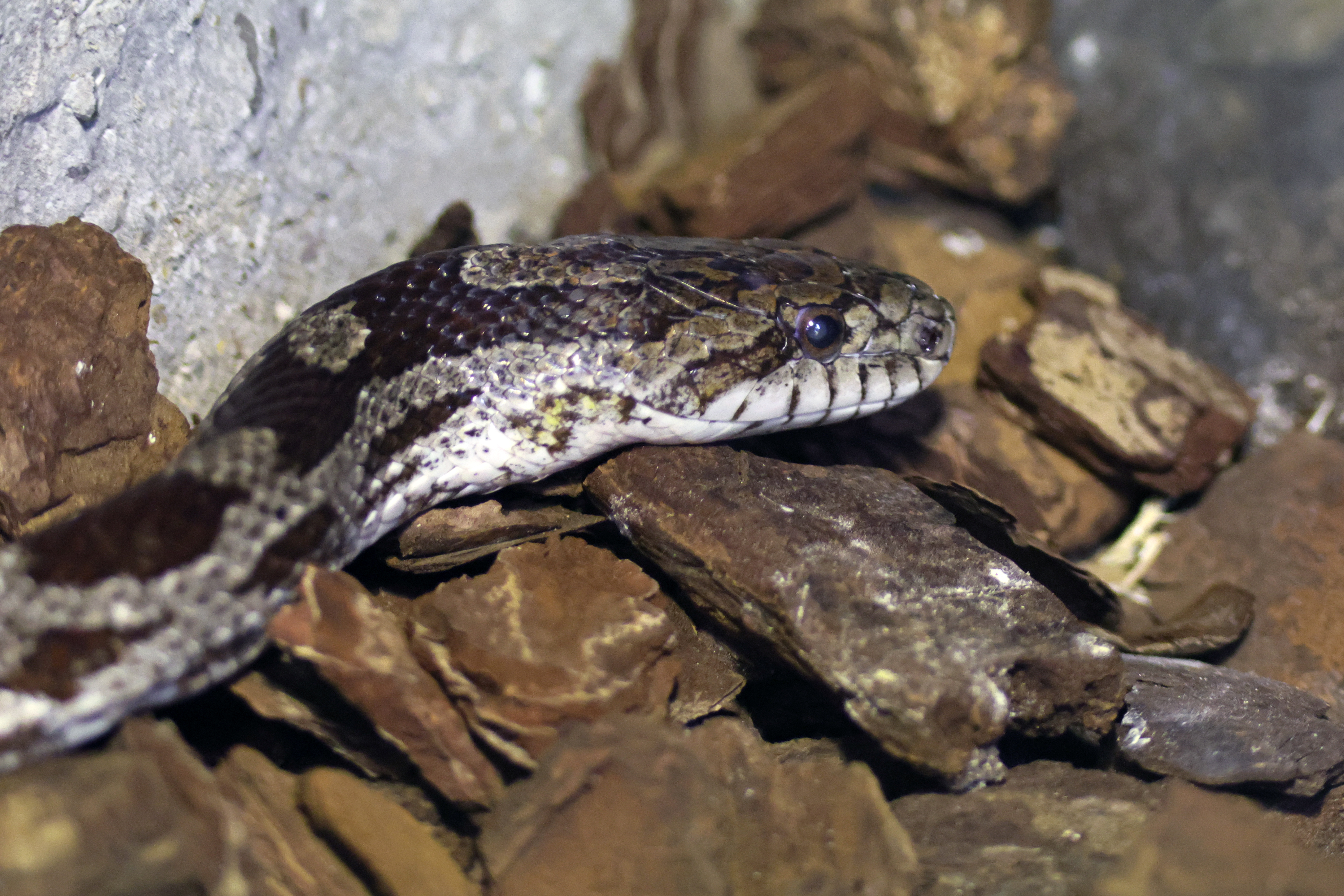 Leopardsnake