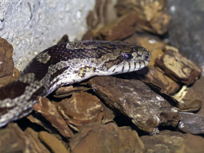 Leopardsnake