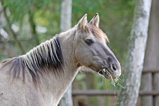 Konik Eating