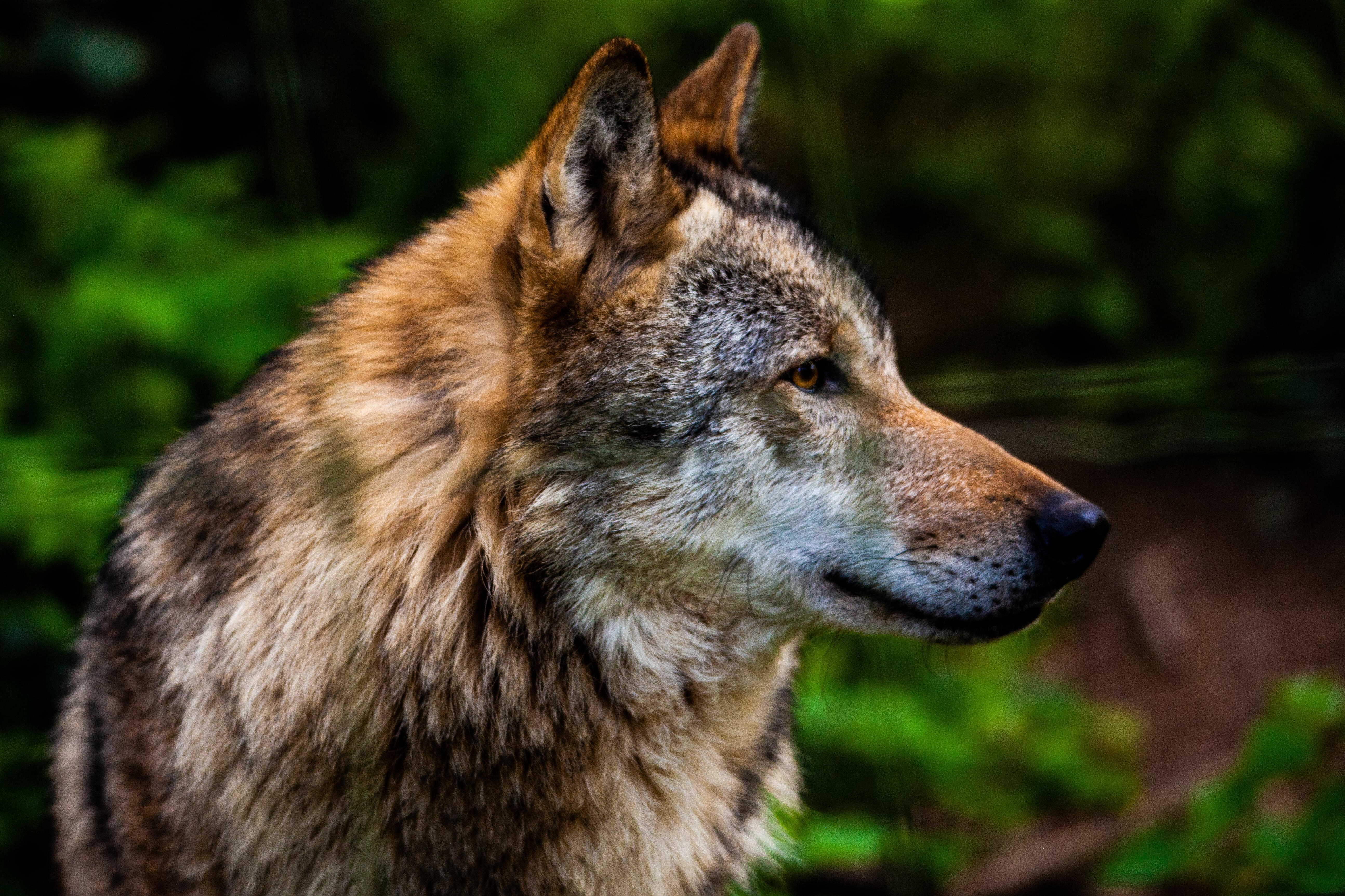 Devon Wolf In Sun Min